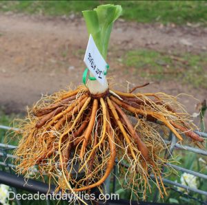 Grow Daylily Roots or Bulbs for Sale - Decadent Daylilies Australia