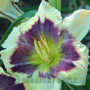 Daylily Blue and Delicious