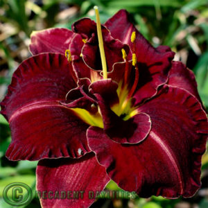 Daylily daylilies growing in my garden