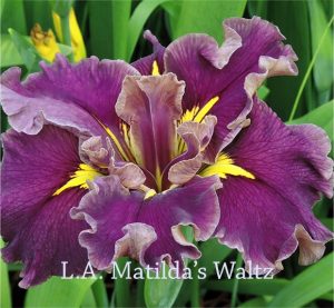 Louisiana Iris Matilda’s Waltz Water Iris Fluted Ruffles - Decadent ...