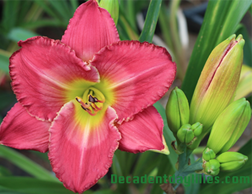 Daylilies deals for sale