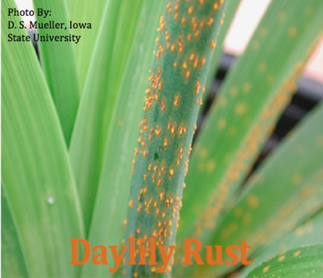 Daylily Rust & Prevention - Decadent Daylilies Australia