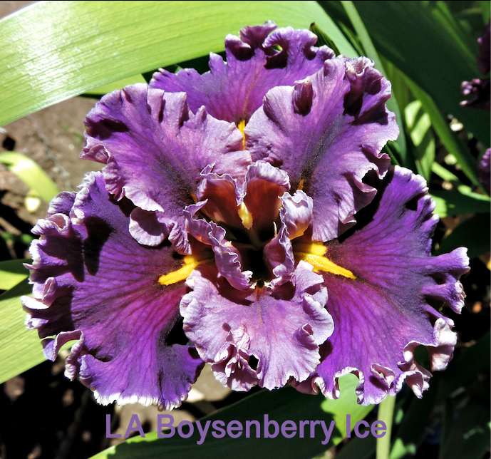 Louisiana Iris - Boysenberry Ice - Decadent Daylilies Australia
