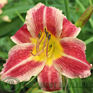 Daylily Erratic Behavior petals are mostly red
