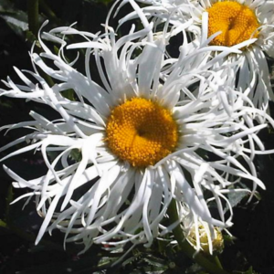 shasta daisy