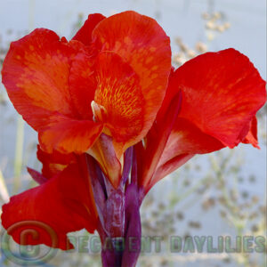 Canna Australia red orange flowers