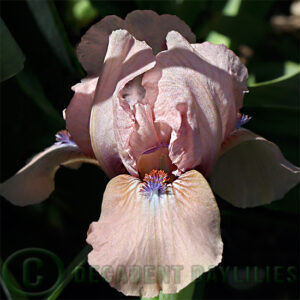 Dwarf Bearded Iris Chanted