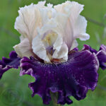 Tall Iris - Fast Talker - Decadent Daylilies Australia