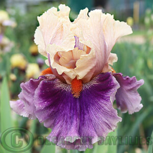 Tall Bearded Iris Paris Memory