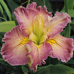 Louisiana Iris Glorious Guava