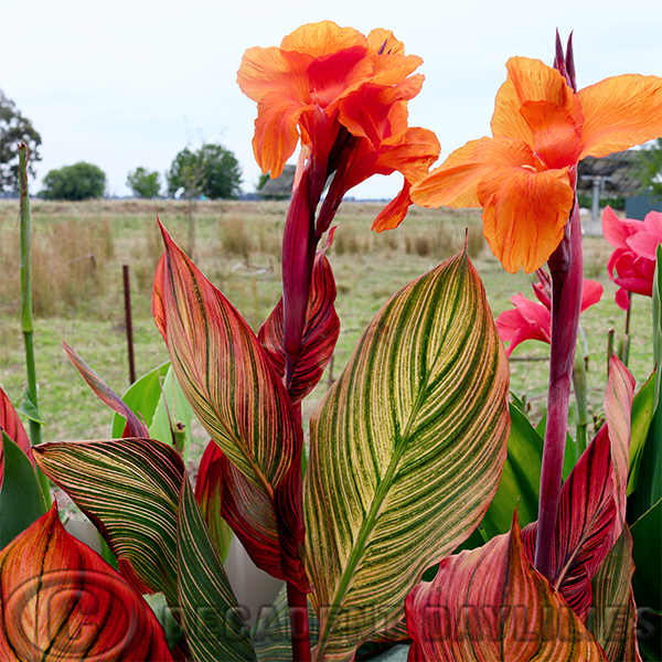 Canna Lily: Growing and Caring for Canna Lily