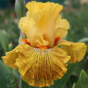 Tall Bearded Iris Mahogany Gold