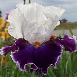 Tall Bearded Iris Merry Amigo