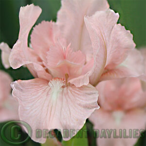 Dwarf Bearded Iris Kiss Me Pink