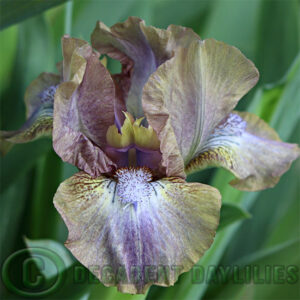 Dwarf Bearded Iris OddBod