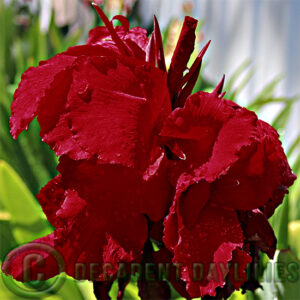 Canna Ace of Spades black red flowers