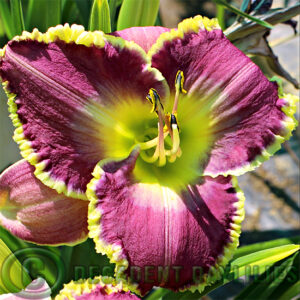 Daylily Spacecoast Better Late