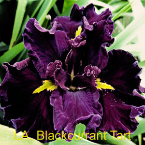 Louisiana Iris Blackcurrant Tart
