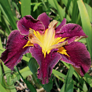 Louisiana Iris Coonawarra Claret