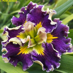 Louisiana Iris May I Please