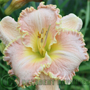 Daylily Alaskan Mist pink gold edge