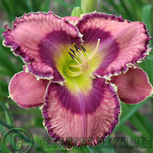 Daylily God Save the Queen