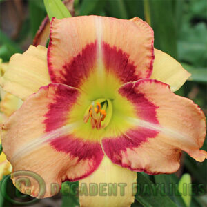 Daylily Latin Satin bright red eye and edge