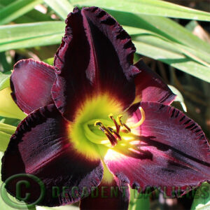 Daylily Midnight Rambler