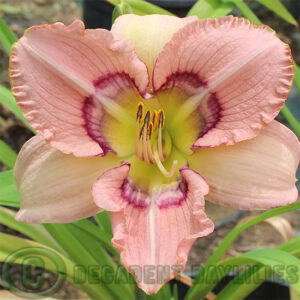 Daylily Tremor pink multiple bands of colour