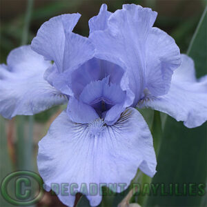 Median Bearded Iris Neon Blue sky blue