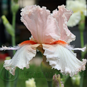 Tall Bearded Iris Barbara's Lace