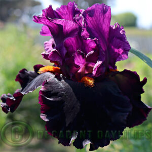 Tall Bearded Iris Black Magic Woman photo taken in the sun