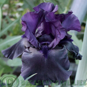 Tall Bearded Iris Black is Black