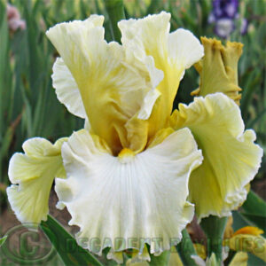 Tall Bearded Iris Champagne Moments A floral artists delight!