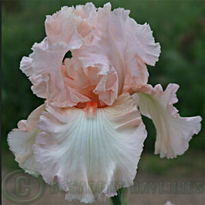 Tall Bearded Iris Dancing in Pink