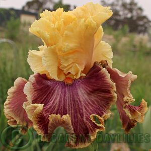 Tall Bearded Iris Decadence