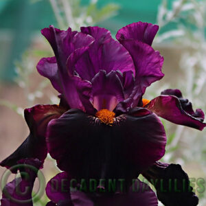 Tall Bearded Iris Dracular's Kiss