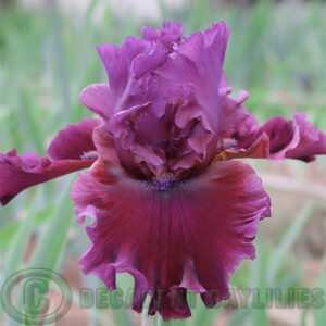 Tall Bearded Iris Hornblower