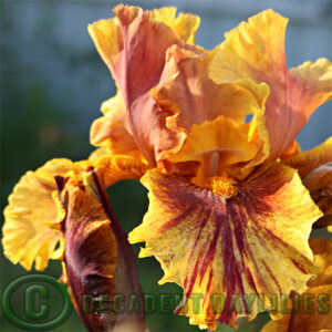 Tall Bearded Iris Infernal Fire