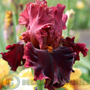 Tall Bearded Iris Kissed By Fire red