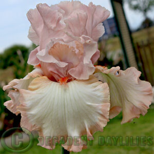 Tall Bearded Iris - Pink Sugar