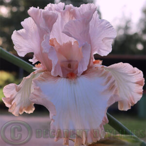 Tall Bearded Iris Pink Sugar