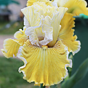 Tall Bearded Iris Seclusion white and lime yellow