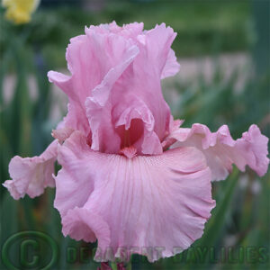 Tall Bearded Iris Star Appeal. Rich pink