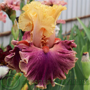 Tall bearded Iris Taffeta Tantrum