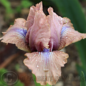 Dwarf Bearded Iris Agreement