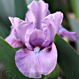 Dwarf Bearded Iris Befitting