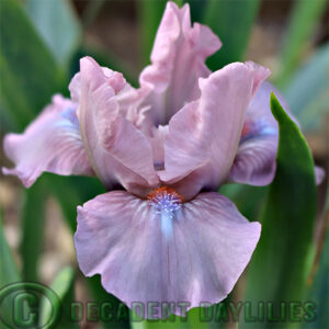 Dwarf Bearded Iris Brief Kiss