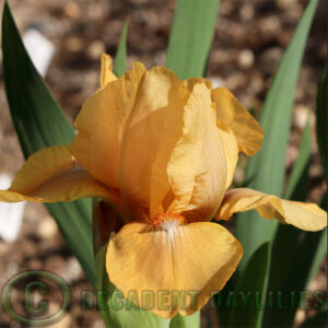 Dwarf Bearded Iris Cavort