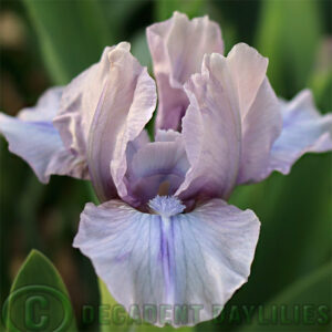 Dwarf Bearded Iris Crave